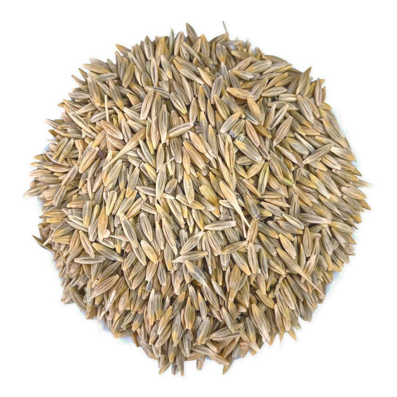 Yemeni Barley 